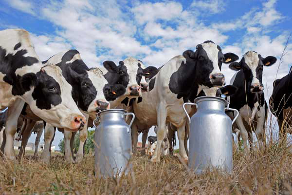 Piden la emergencia para el sector lechero