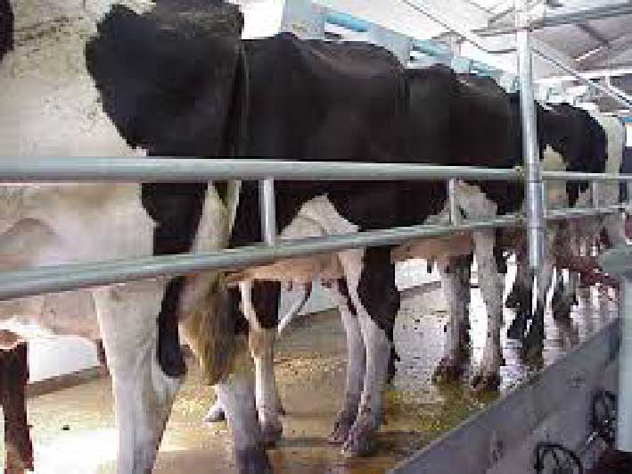 Según Caprolec, hay industrias que no recibirán más leche