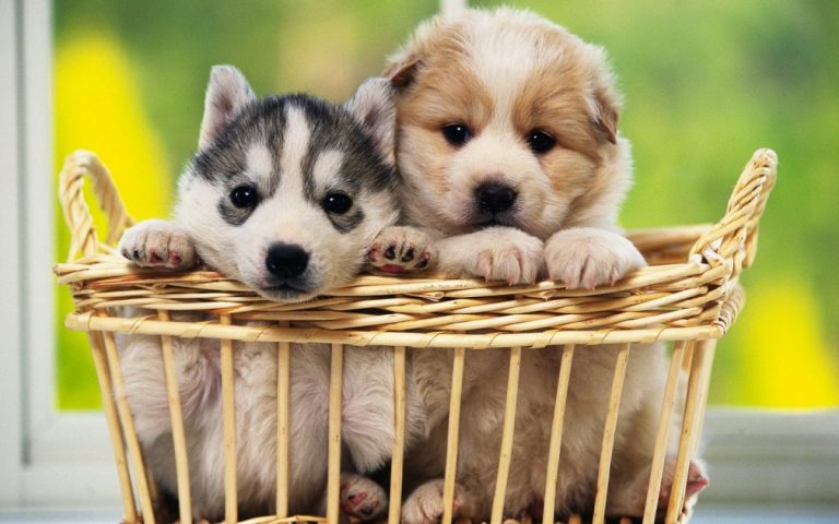 Perritos rescatados de una isla del río