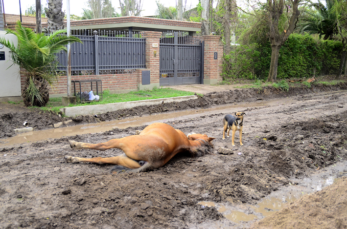 El dolor y la bronca de los vecinos por la muerte de un caballo en la vía pública