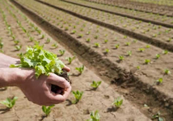 Productores federados piden rebaja del Inmobiliario Rural Productores federados piden rebaja del Inmobiliario Rural
