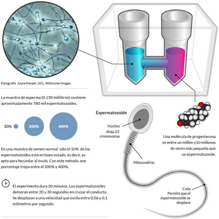 Aplican innovador método de selección de espermas