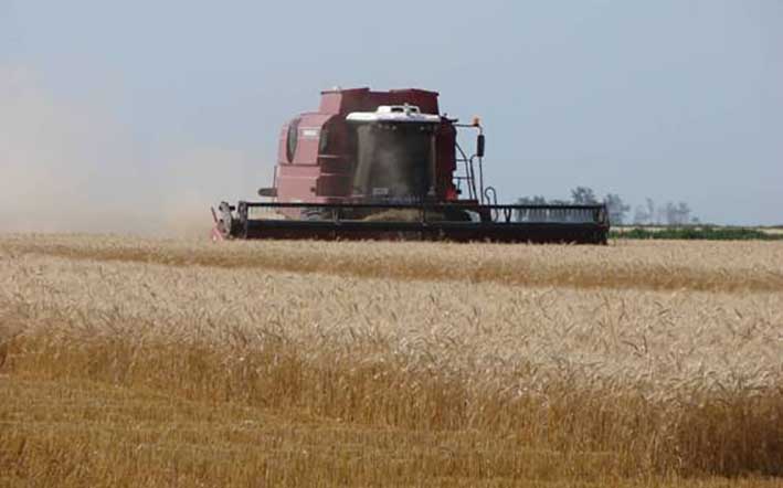 En cada cosecha de trigo se “tiran” 82,8 millones de dólares