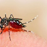 dengue1