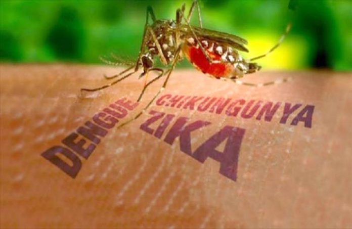 mosquito