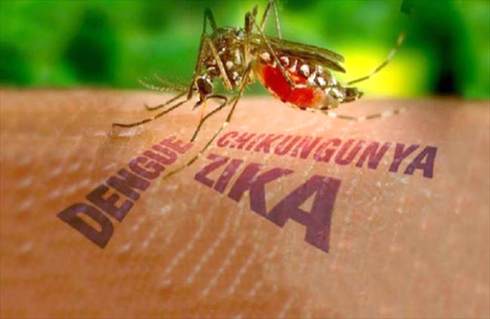 Dengue: informaron que se está elaborando un plan