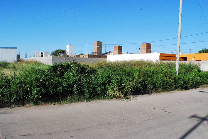 Reclamos por el estado de abandono de un terreno baldío Reclamos por el estado de abandono de un terreno baldío