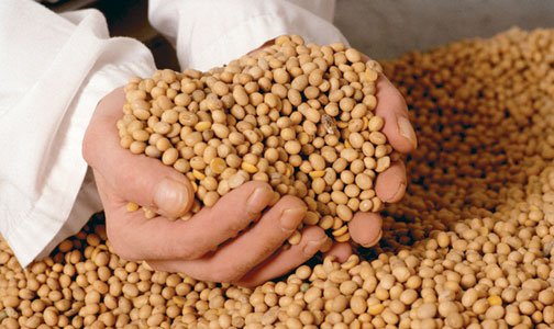 Las compras de granos bajan en los sectores exportadores