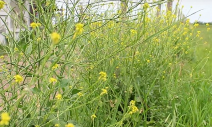 P20 f1 rural