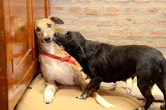 Llamado de atención y tristeza por galgos en pésimo estado