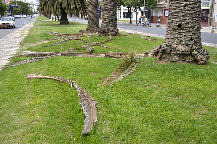 Lo que el viento nos dejó: árboles caídos y cables cortados