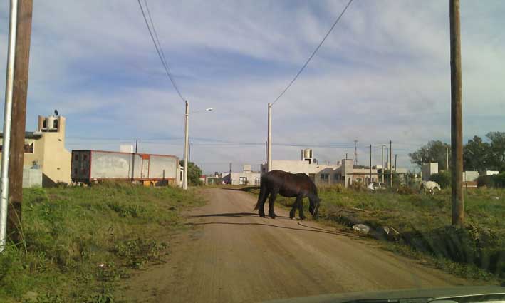 Caballos: la “Muni” notificó a dueños y vecinos publican fotos