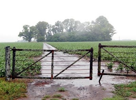 Beneficio de la última lluvia en los cultivos