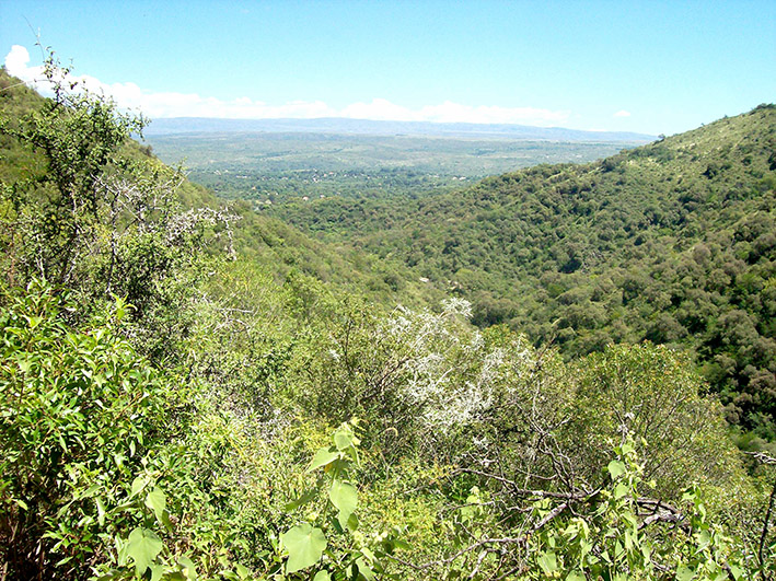 Festín de purezas