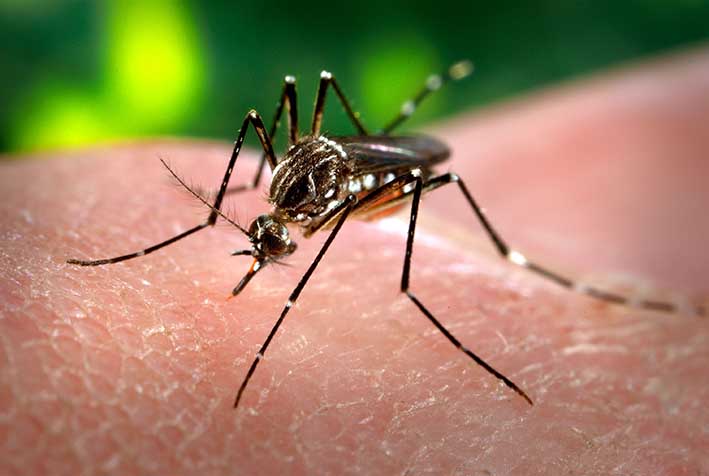 Quienes viajan a zonas de circulación del dengue tienen seis veces más riesgo