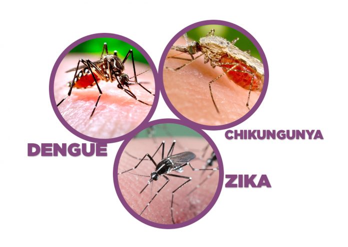 dengue, zika y chikungunya
