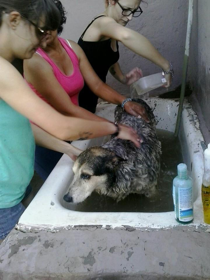 “La gente cree que hace un bien levantando perros de la calle”