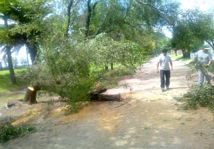 Retiraron un árbol caído