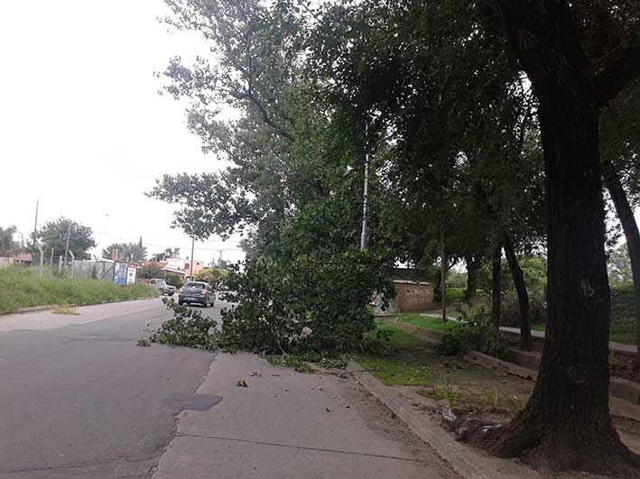 A los pozos de la Savio se les sumó una enorme rama obstruyendo el paso