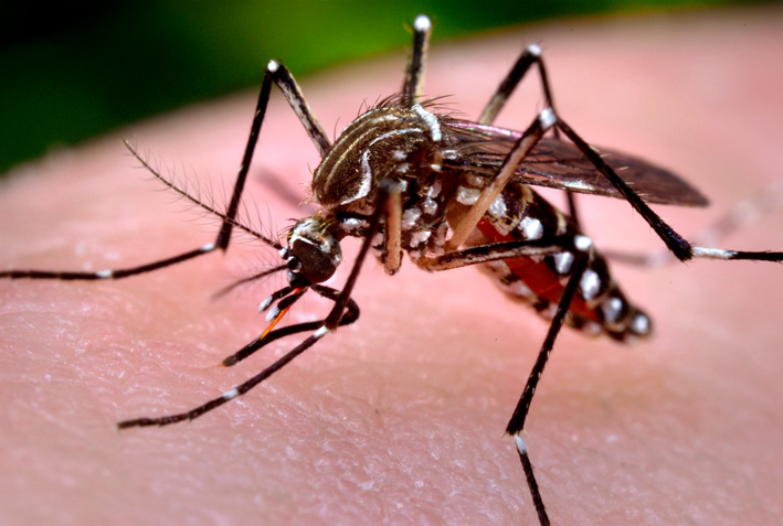 Villa María participa de un plan para controlar mosquitos