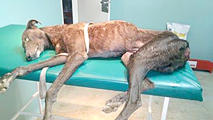 La conmovedora historia sobre el rescate de un galgo de carreras La conmovedora historia sobre el rescate de un galgo de carreras