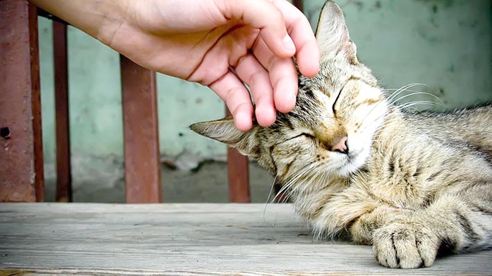 Felinos para la salud