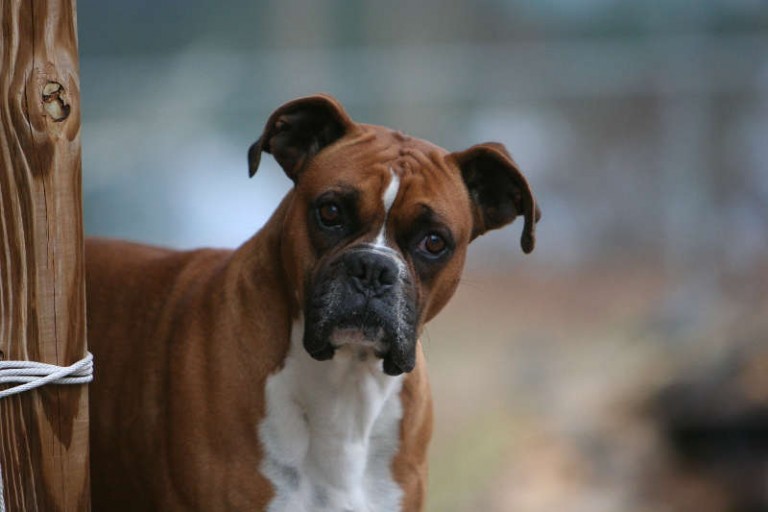 Razas: Hoy, el boxer