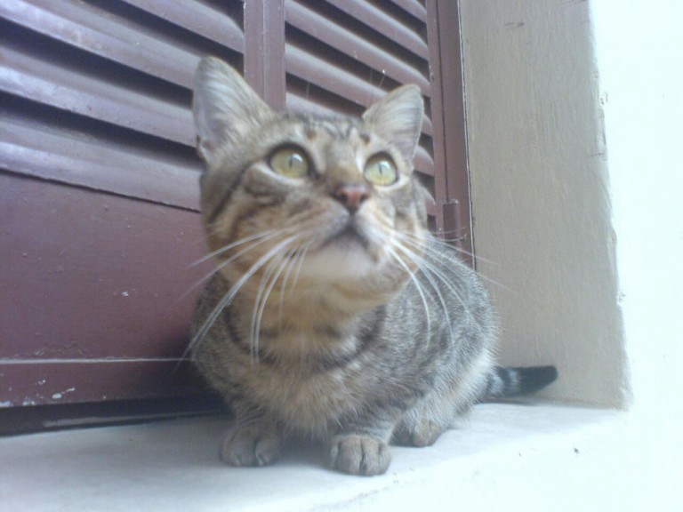 El gatito y la nieve de julio