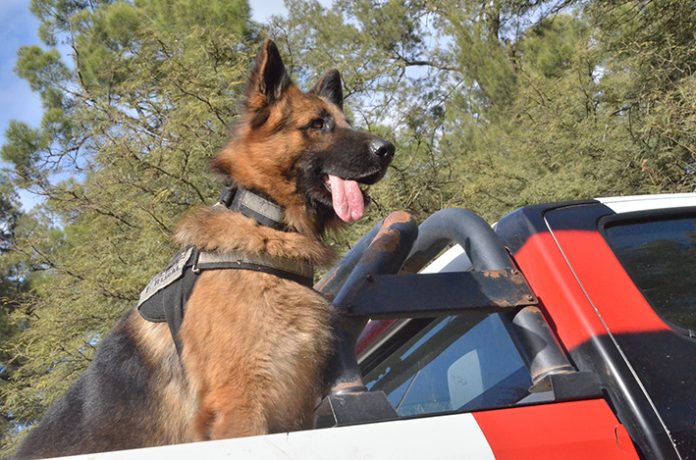 Perro Policia