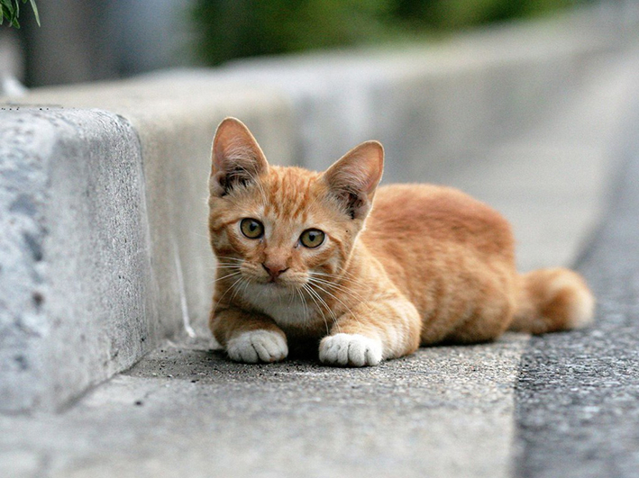 Agosto, mes del gato