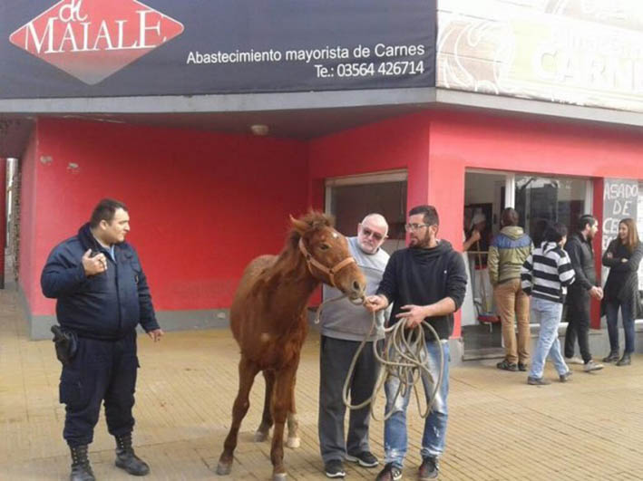 Un equino irrumpió en una carnicería