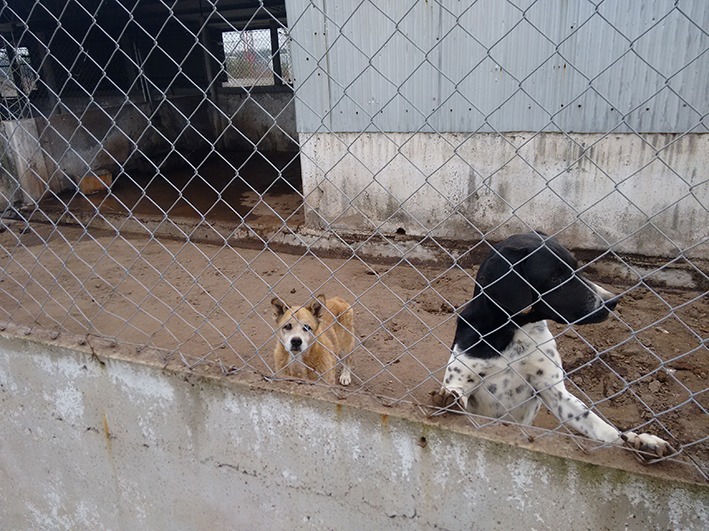 Piden cambio de veterinario en CAM