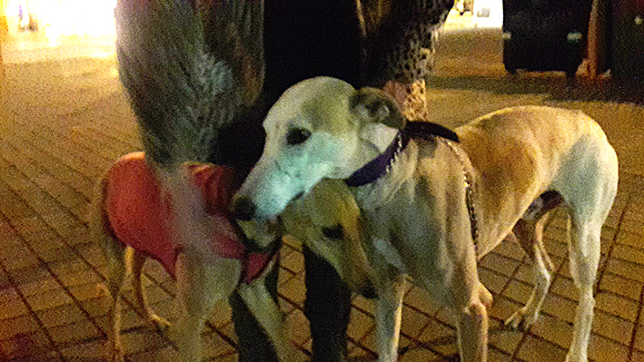 Galgos rescatados