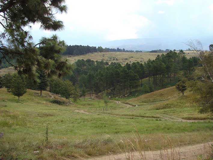 De bosques y praderas