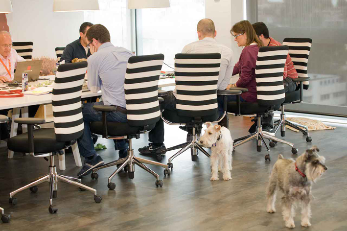 Peludos en la oficina