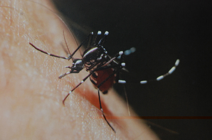 Empieza el trabajo de campo para poder prevenir el dengue
