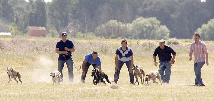 Carreras de galgos trial