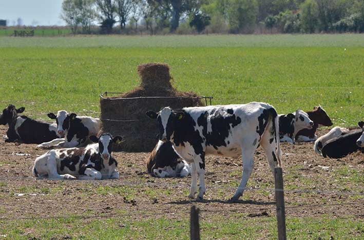 Al rescate de la leche