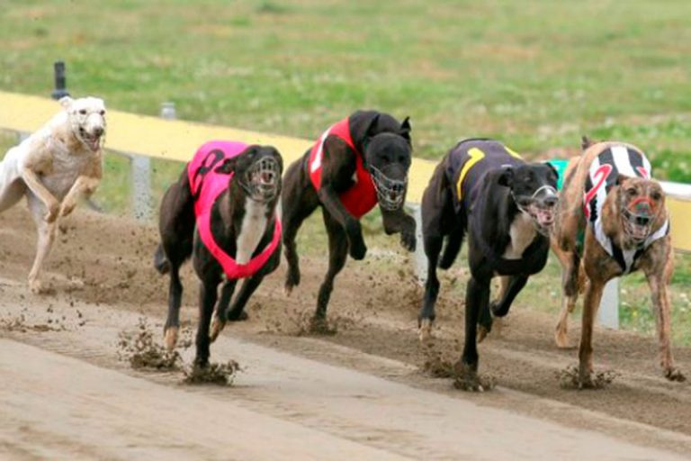 Habrá carrera de galgos pese a la prohibición