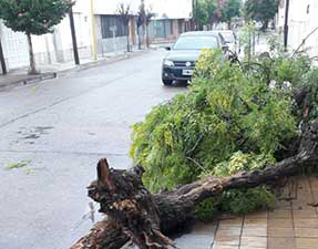 La tormenta del 25 derribó varios árboles