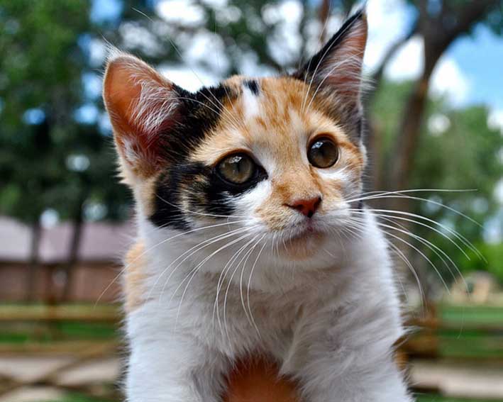 El misterioso gato calicó