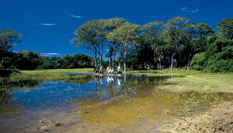 Pedazo de Pantanal