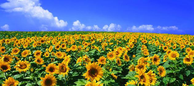 Estrategias para afrontar las malezas en el girasol