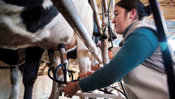 La producción lechera cayó un 10% durante 2016