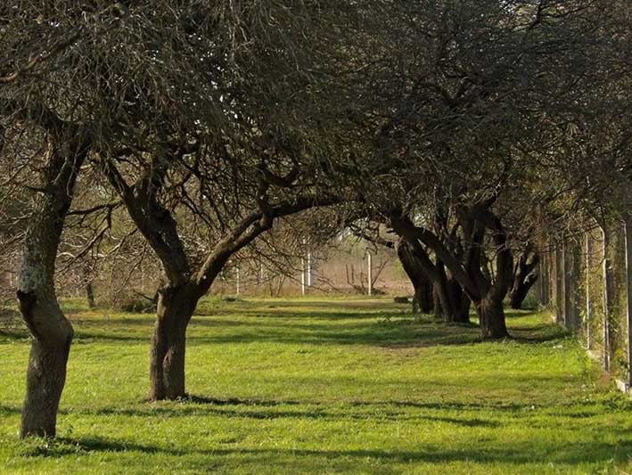 Quieren frenar el “hachazo” al último algarrobal de la ciudad