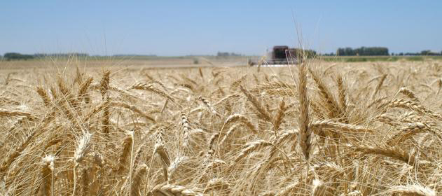 Más hectáreas con trigo