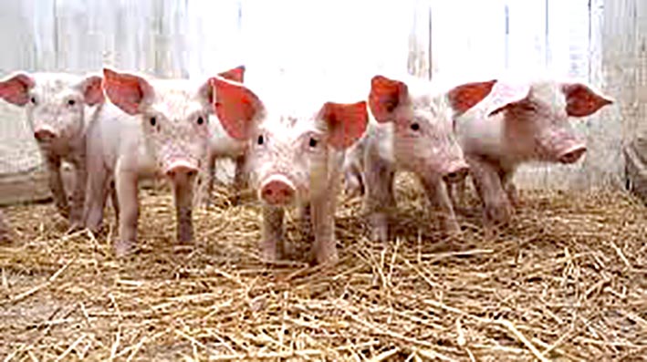 Millonaria inversión en el sector porcino