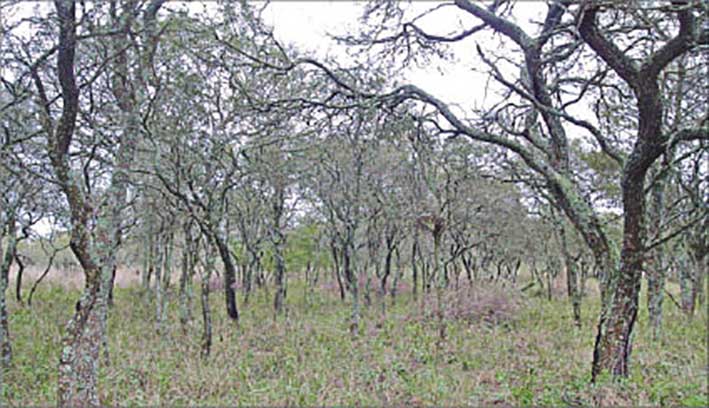 Charla sobre bosque nativo