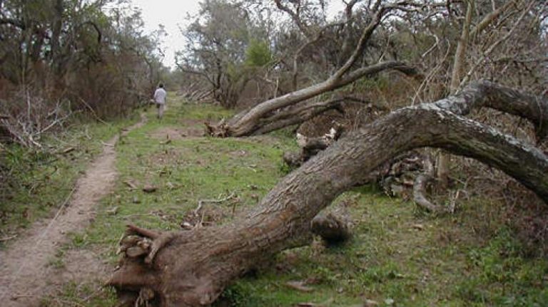 Desde Villa María, el país defiende los bosques de la provincia