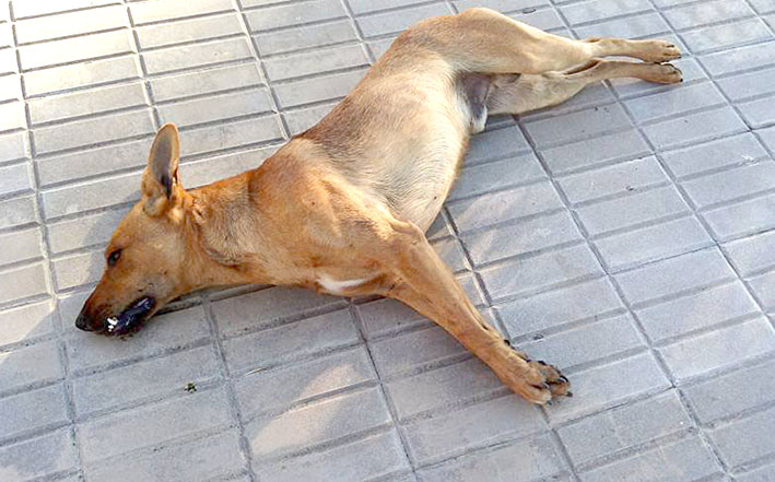 Dolor y temor en Carrilobo por la matanza de perros